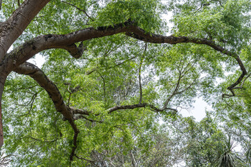 tree, plant, leaf and flower in spring in Brumadinho city, Minas Gerais State, Brazil