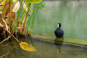 Łyska ptak wodny, zbliżenie. Czarny ptak siedzi na betonowym murku w wodzie. - obrazy, fototapety, plakaty
