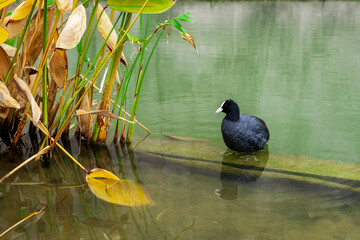 Łyska ptak wodny, zbliżenie. Czarny ptak siedzi na betonowym murku w wodzie. - obrazy, fototapety, plakaty