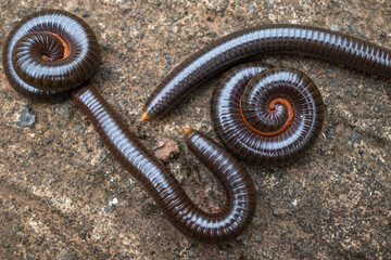 millipedes are arthropods that have two pairs of legs per segment.  Millipedes are an Order of...