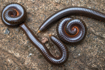 millipedes are arthropods that have two pairs of legs per segment.  Millipedes are an Order of members of the invertebrates belonging to the phylum Arthropoda