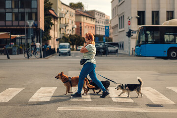 Female dog walker with dogs enjoying in city walk.