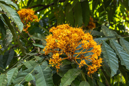 tree, plant, leaf and flower in spring in Brumadinho city, Minas Gerais State, Brazil