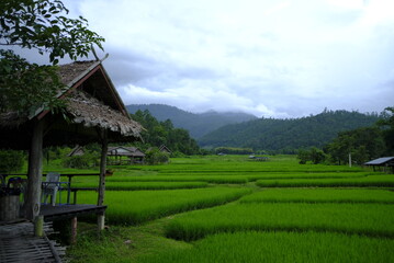 Fototapeta na wymiar Rice field scenery in Pai district, Mae Hong Son province,
