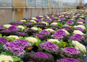 Rows of flowers growing in a large industrial greenhouse. Industrial agriculture. Decorative cabbage. Rows of colorful ornamental cabbages.