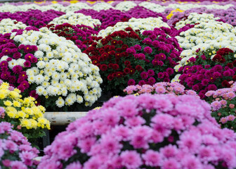 Chrysanthemums in a greenhouse. Large glass greenhouse with flowers. Growing flowers in...