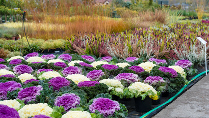 Fototapeta premium Rows of flowers growing in a large industrial greenhouse. Industrial agriculture. Decorative cabbage. Rows of colorful ornamental cabbages.