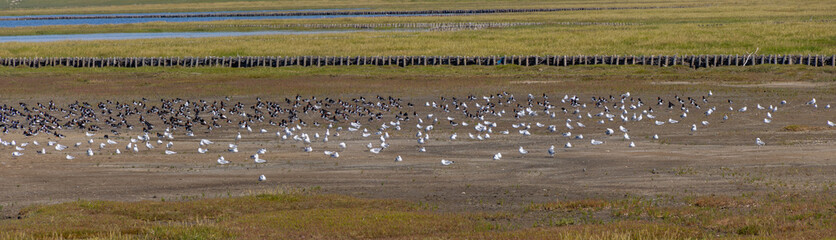 Flock of oystercatcher birds and seagulls looking for food in the wadden sea