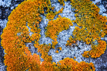 Lichens sur un rocher