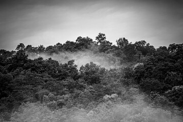 Dense forest covered by dust, grayscale