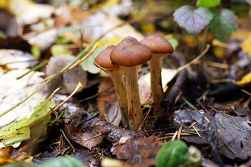 Honey mushrooms grown in the forest. Edible mushrooms for cooking. Macro photography. Selected focus.