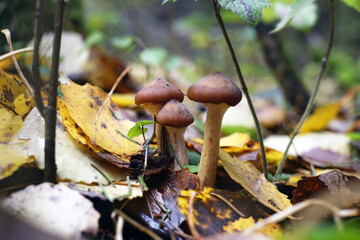 Mushrooms grow in the forest. The background is blurry.