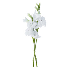 White gladiolus flower stems isolated on transparent background