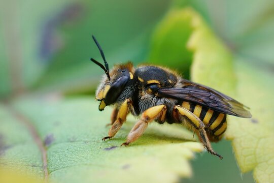 Closeup shot of a European wool carder bee (Anthidium manicatum) on a green leaf