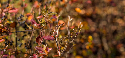 The background image is warm yellow, orange. The texture of autumn leaves. Natural, environmentally friendly natural background. A copy of the place for the text.