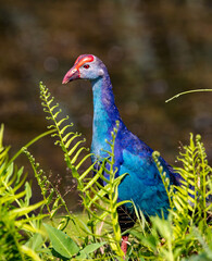 Obraz premium purple swamp hen