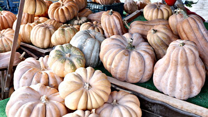 pumpkins on the market , halloween concept 