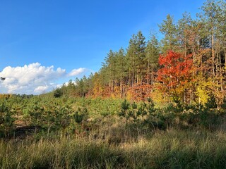 las w Świętokrzyskim , wycinka lasu , wycinanie lasu , drzewa w lesie , drewno , drzewo w lesie , jesień w lesie lasy Golejowskie , 