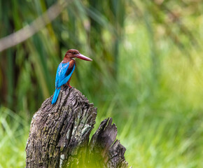 White-throated kingfisher