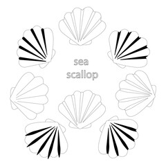 Set of sea shells. Sea scallop. Coloring book - vector illustration, eps