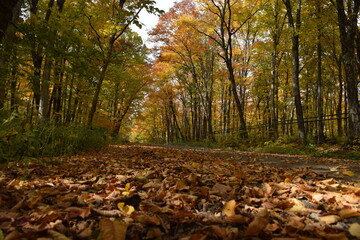 A country road in autumn, Sainte-Apolline, Québec, Canada