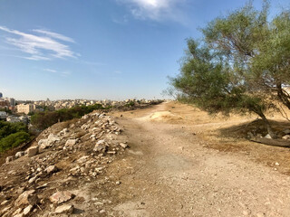 Amman, Jordan, November 2019 - A tree on a dirt road