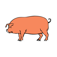 illustration of a pig. isolated on white background