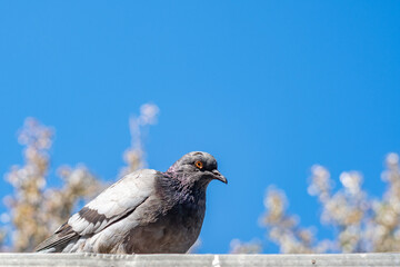 Dove is sitting on the roof