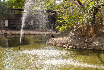 Pond  with a fountain in Gan Guru kangaroo park in Kibutz Nir David in the north of Israel