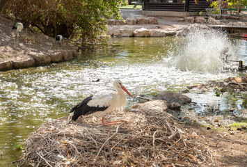 Crane  sits on a nest in Gan Guru kangaroo park in Kibutz Nir David in the north of Israel