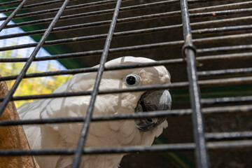 Large  white-cocked cockatoo -Cacatua alba - Plyctolophus alba - looking through the bars in Gan Guru kangaroo park in Kibutz Nir David in the north of Israel © svarshik