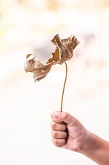 The picture was taken when a boy was playing while holding a dead dried leaf in a playground