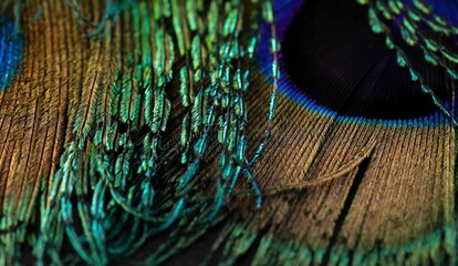 Peacock feather close up. Peafowl feather. Feather macro. Beautiful bird colorful feather abstract...