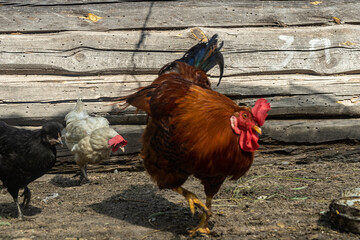 rooster with chicken in chicken coop. Home farm in the village