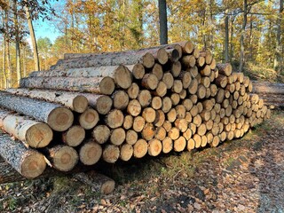 las w Świętokrzyskim , wycinka lasu , wycinanie lasu , drzewa w lesie , drewno , drzewo w lesie , jesień w lesie lasy Golejowskie , 