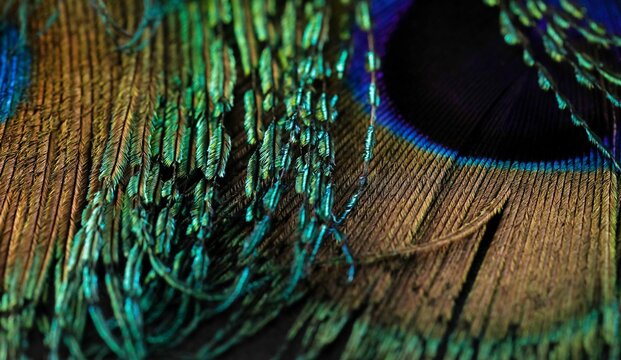 Peacock feather close up. Peafowl feather. Feather macro. Beautiful bird colorful feather abstract natural texture pattern background wallpaper. Feathers. Dark feather concept. Amazing background.