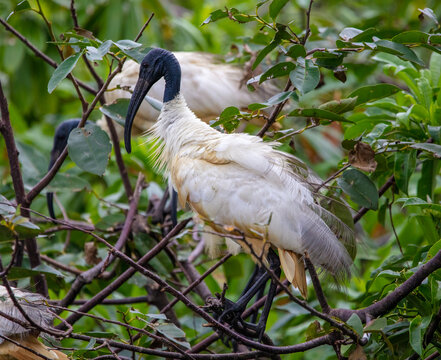 Black Headed Ibis