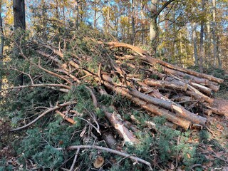las w  Świętokrzyskim ,  wycinka lasu , wycinanie lasu ,
drzewa w lesie , drewno , drzewo w lesie , jesień w lesie  lasy Golejowskie  , 
