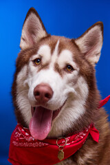 A smiling Siberian husky dog in a red bandana on a blue background.