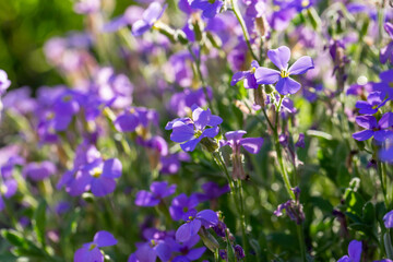 Blooming purple rock cress flowers in sunny spring day macro photography. Blossom Aubrieta flowers with violet petals in springtime close-up photo.