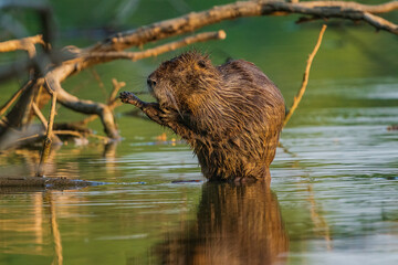 The nutria (Myocastor coypus), also known as the coypu, is a large, herbivorous, semiaquatic rodent.
