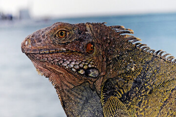 beutiful iguana face at the caribbean sea