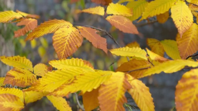Streamside Autumn Yellow Alder Leaves