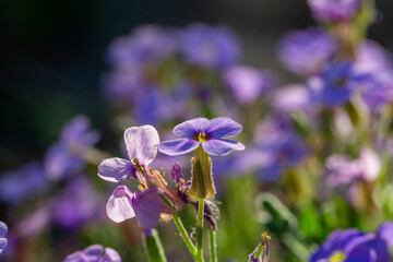 Blooming purple rock cress flowers in sunny spring day macro photography. Blossom Aubrieta flowers with violet petals in springtime close-up photo.