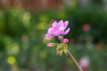 Blooming pink pelargonium flower on a green background in summertime macro photography. Garden geranium flower with pink petals closeup photo on a sunny day.