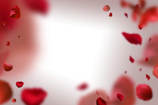 Backdrop of rose petals isolated on a transparent white background. Valentine day background.