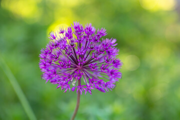 Blooming purple giant onion macro photography on a sunny summer day. A garden plant allium giganteum blooming in the form of a large purple ball close-up photo in summertime.