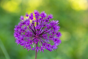 Blooming purple giant onion macro photography on a sunny summer day. A garden plant allium giganteum blooming in the form of a large purple ball close-up photo in summertime.