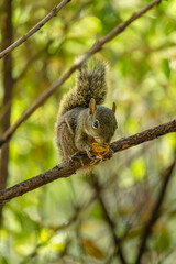 squirrel in the city of Brumadinho, State of Minas Gerais, Brazil
