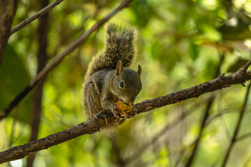 squirrel in the city of Brumadinho, State of Minas Gerais, Brazil